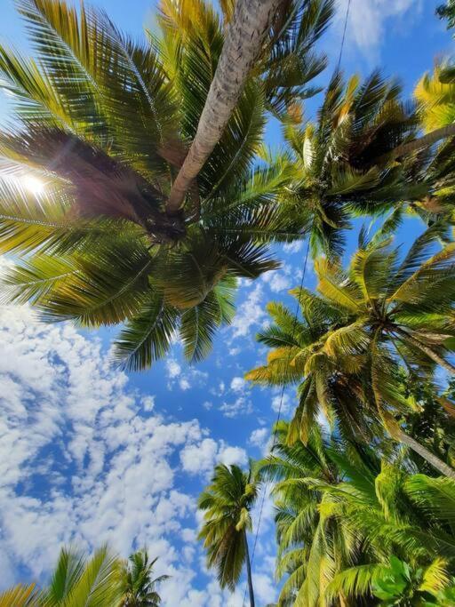 Ti Sucrier Jaune - Douceur Caraibe Vue Mer Le Carbet Extérieur photo